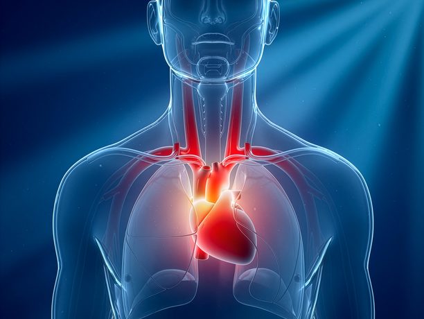 Illustrazione di collo e torace maschili in trasparenza con il cuore e le carotidi in evidenza