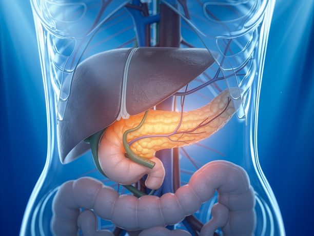 Illustrazione di un addome femminile in trasparenza con il pancreas in evidenza
