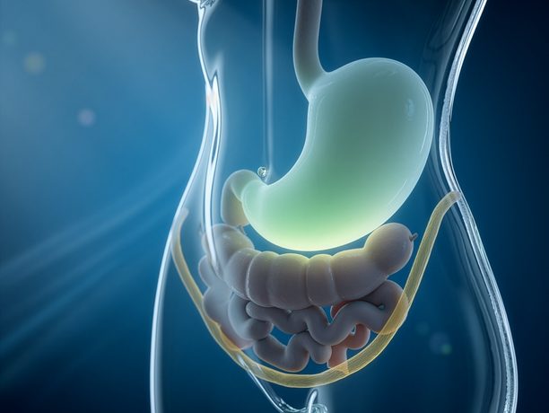 Illustrazione di una vita femminile in trasparenza con lo stomaco e il grasso addominale in evidenza